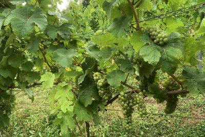 Druiven in de zon op Laethemgoed